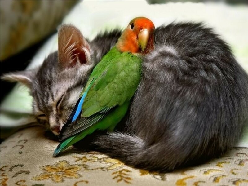 Kitten and Parrot Sleeping — Gray
