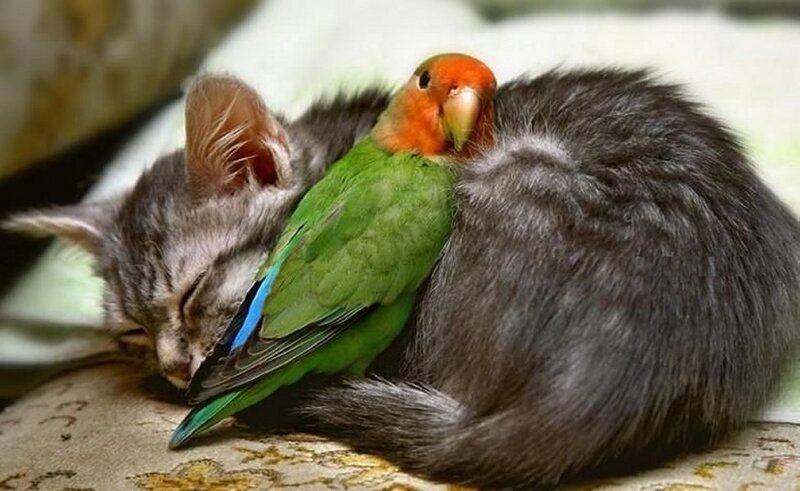 Kitten and Parrot Sleeping — Green