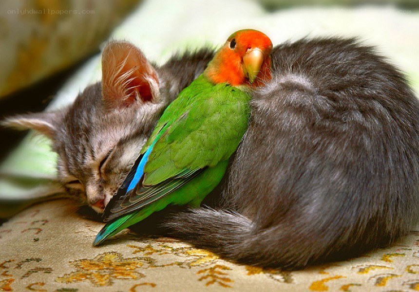 kitten and parrot sleeping together