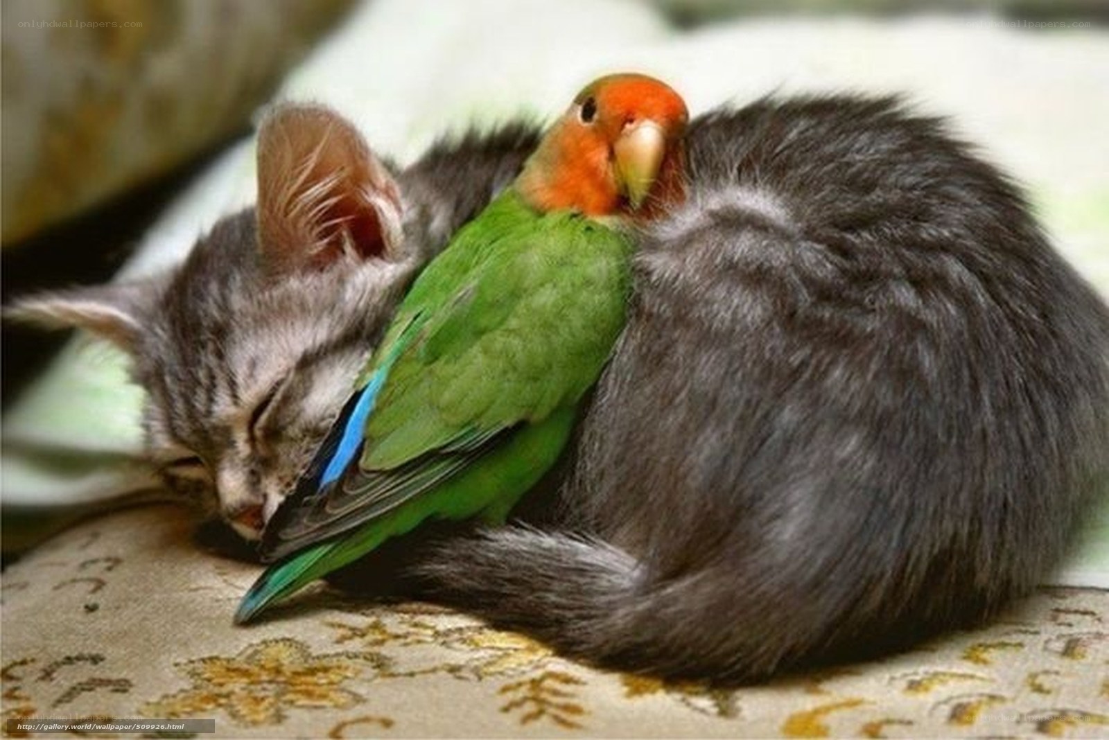 kitten and parrot sleeping