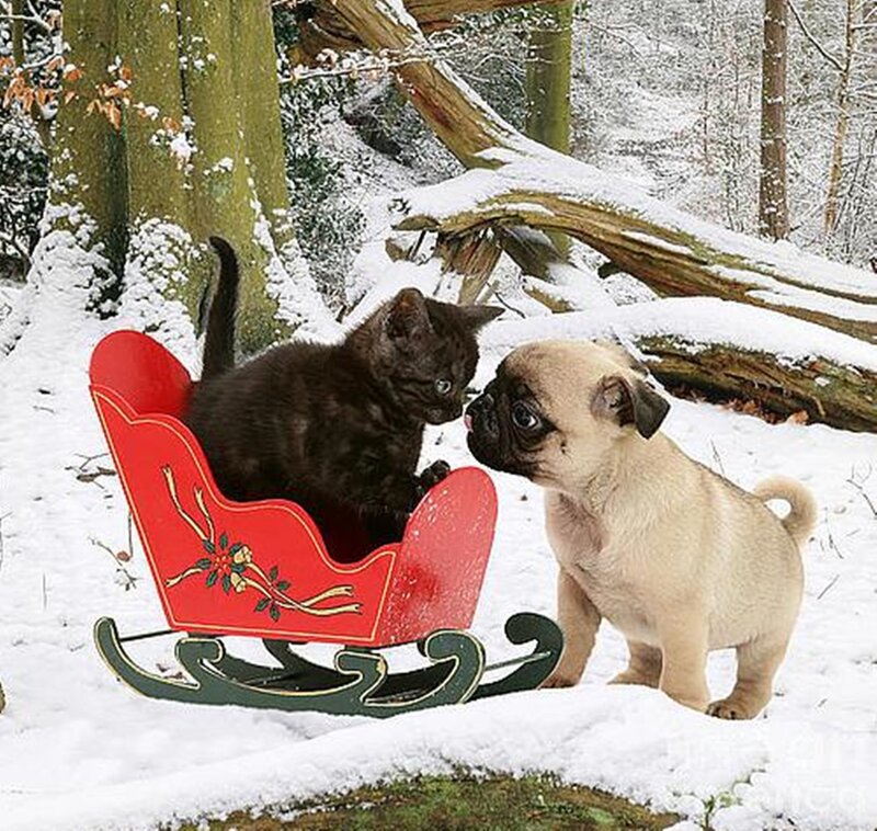 Kitten and Pug Puppy