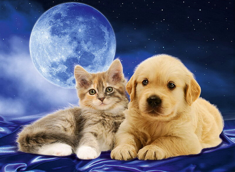 Kitten and Puppy — Blue, Serene