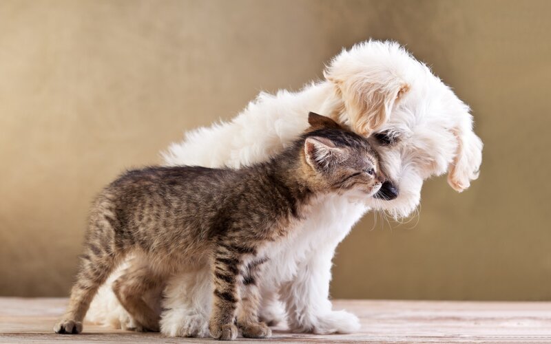 Kitten and Puppy — Brown, Calm, Photograph