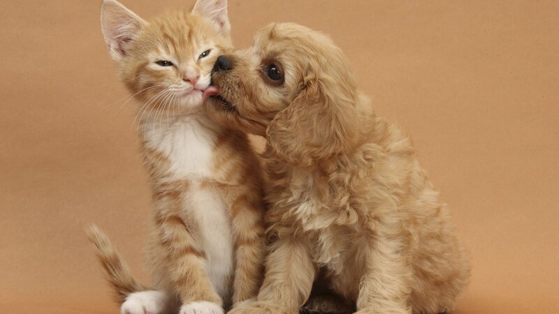 Kitten and Puppy — Brown, Calm