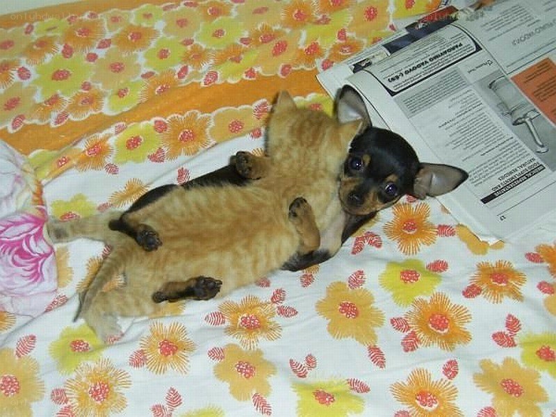 kitten and puppy cuddling