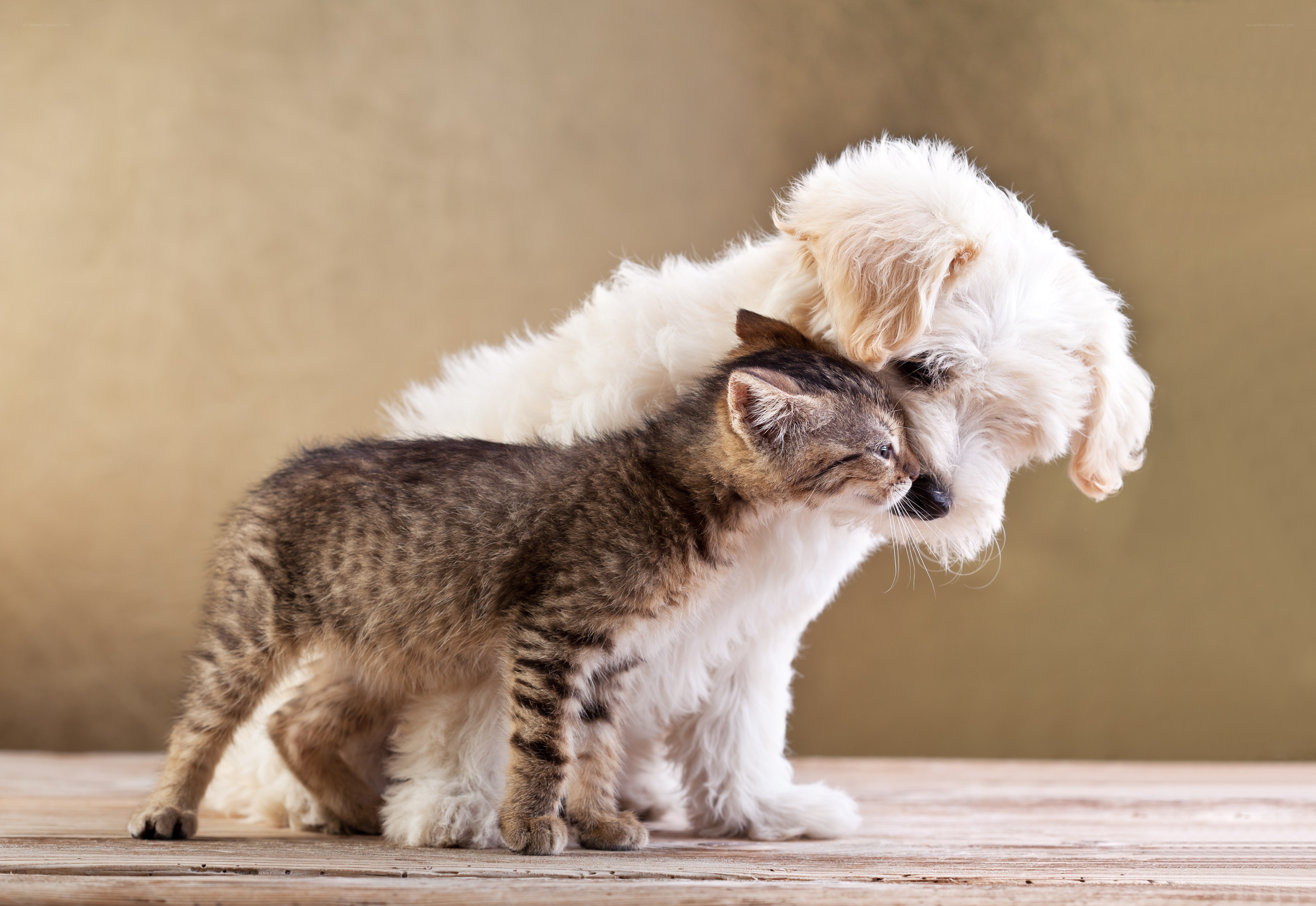 kitten and puppy cuddling