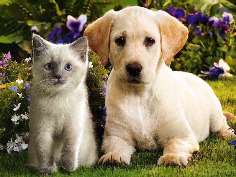 Kitten and Puppy — Green, Calm