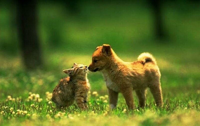 Kitten and Puppy — Green, Peaceful, Afternoon, Photograph