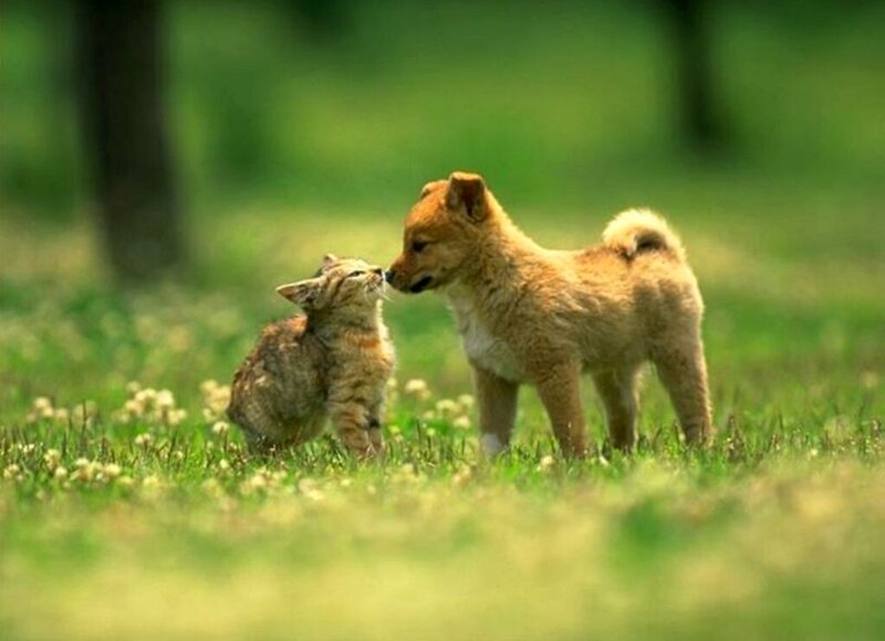 Kitten and Puppy — Green, Peaceful, Afternoon
