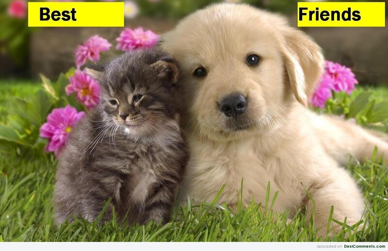 Kitten and Puppy — Green, Peaceful, Spring, Photograph