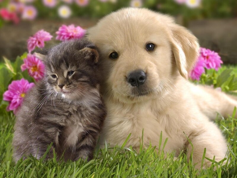 Kitten and Puppy — Green, Peaceful, Spring