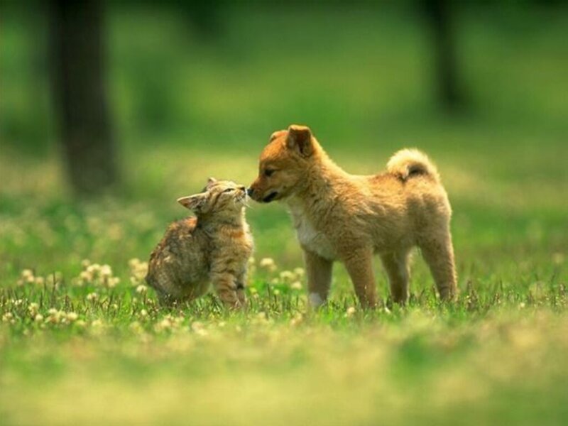 Kitten and Puppy — Green, Peaceful
