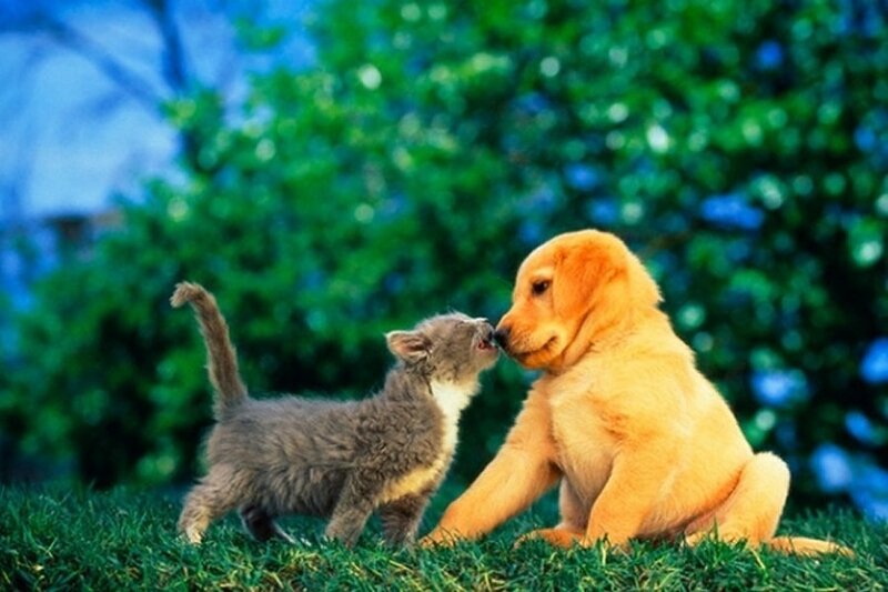 Kitten and Puppy — Green