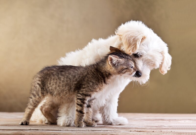 Kitten and Puppy Hugging — Brown