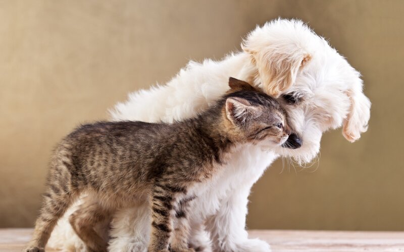 Kitten and Puppy Hugging