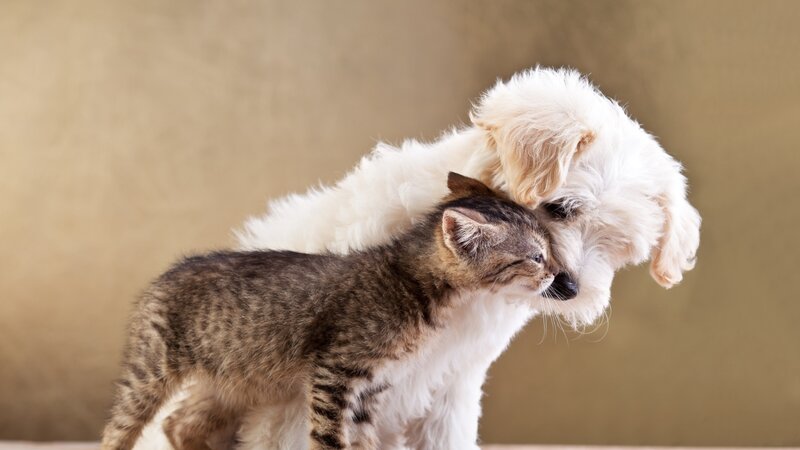 Kitten and Puppy Hugging — White