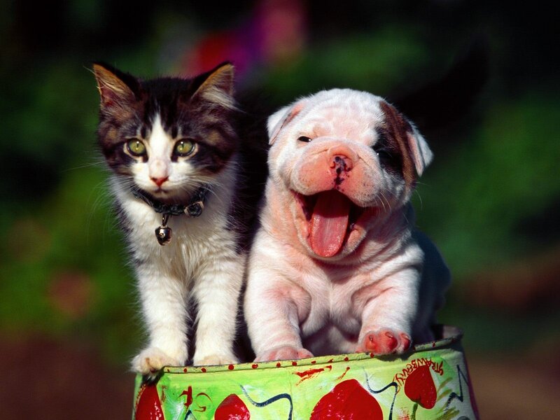 kitten and puppy in a bucket