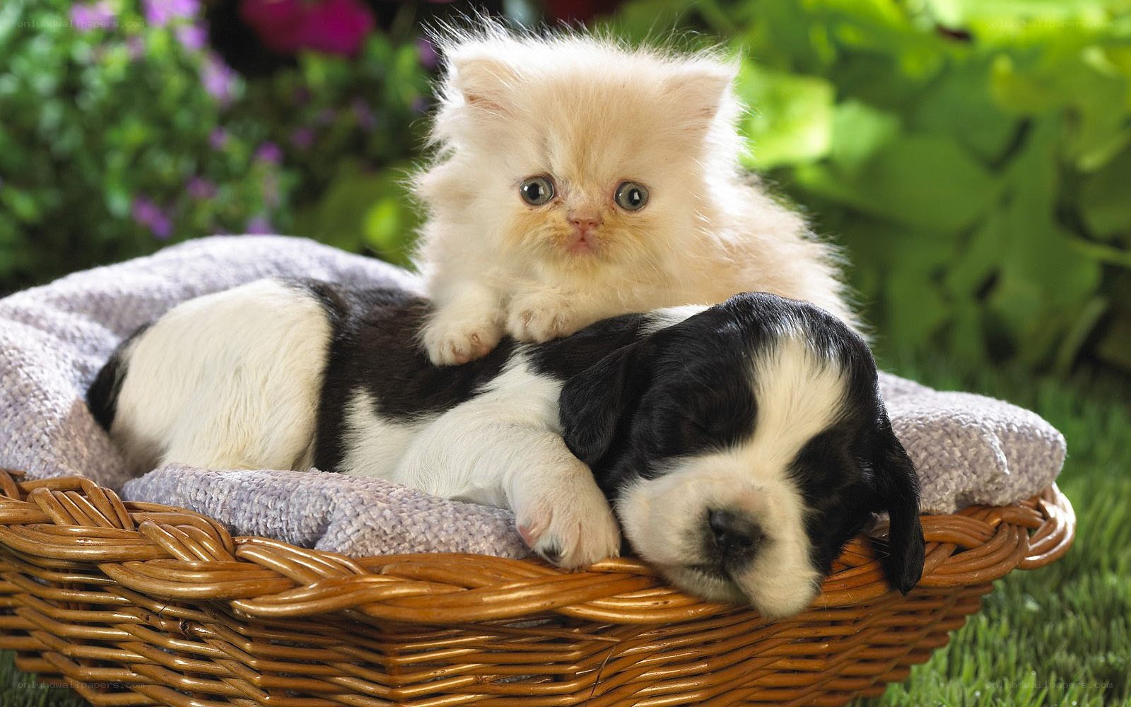 Kitten and puppy in basket