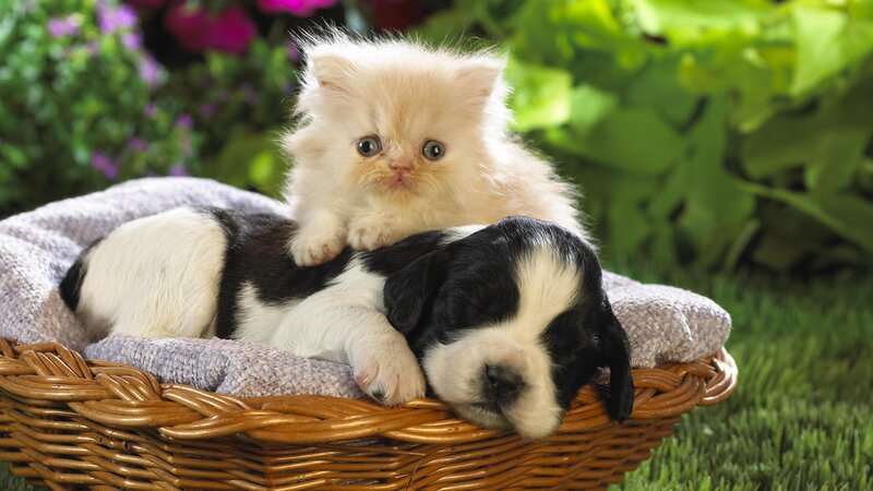 kitten and puppy in basket
