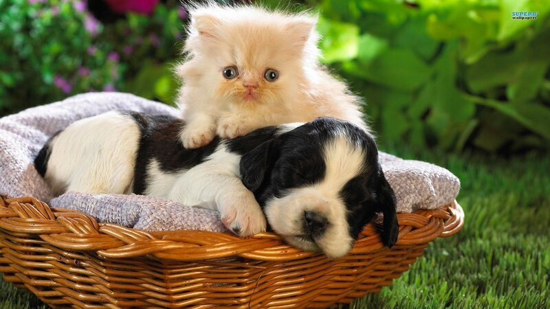 kitten and puppy in basket