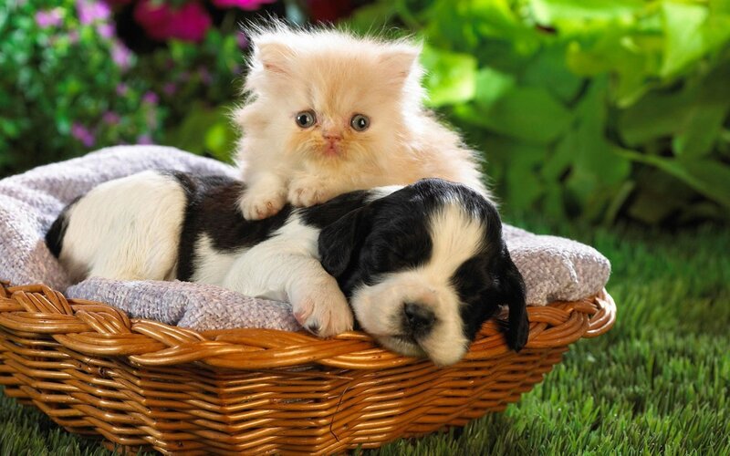kitten and puppy in basket