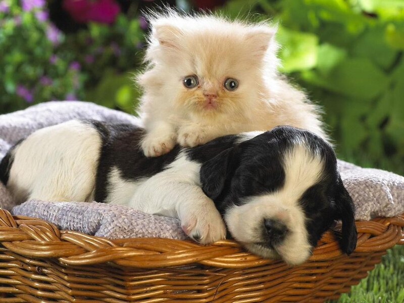 Kitten and puppy in basket