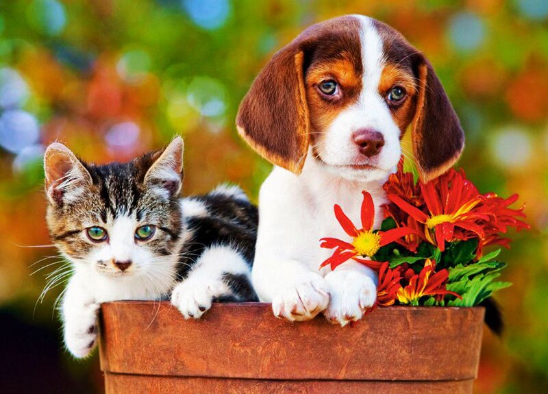 Kitten and Puppy in Basket — Brown, Calm