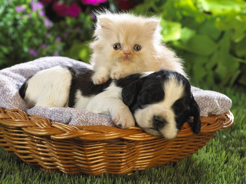 Kitten and Puppy in Basket — Brown, Peaceful, Afternoon, Photograph, Blanket, Grass, White