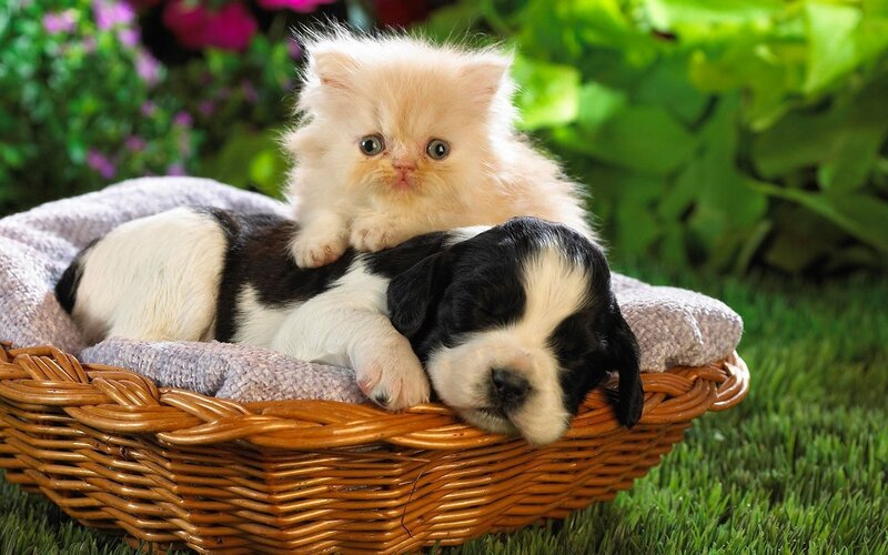 Kitten and Puppy in Basket — Brown, Peaceful, Afternoon, Photograph, Blanket