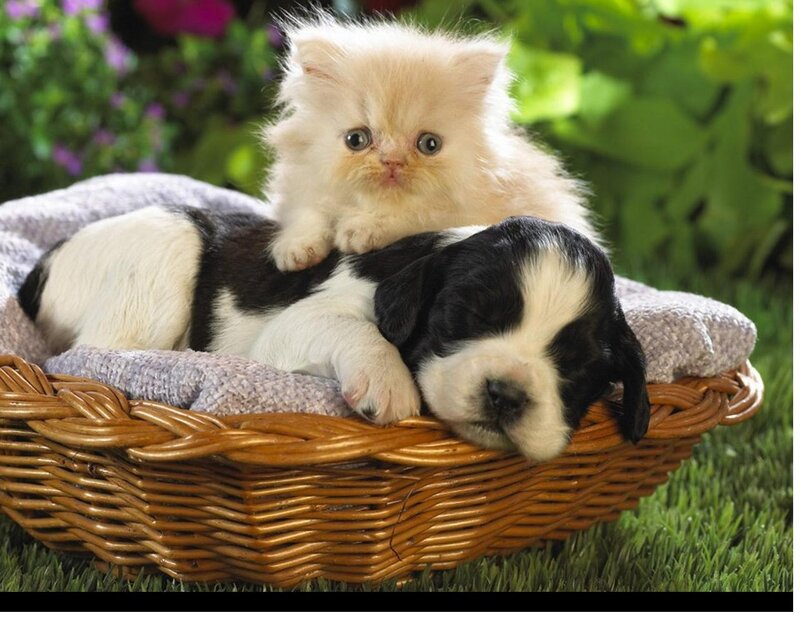 Kitten and Puppy in Basket — Brown, Peaceful