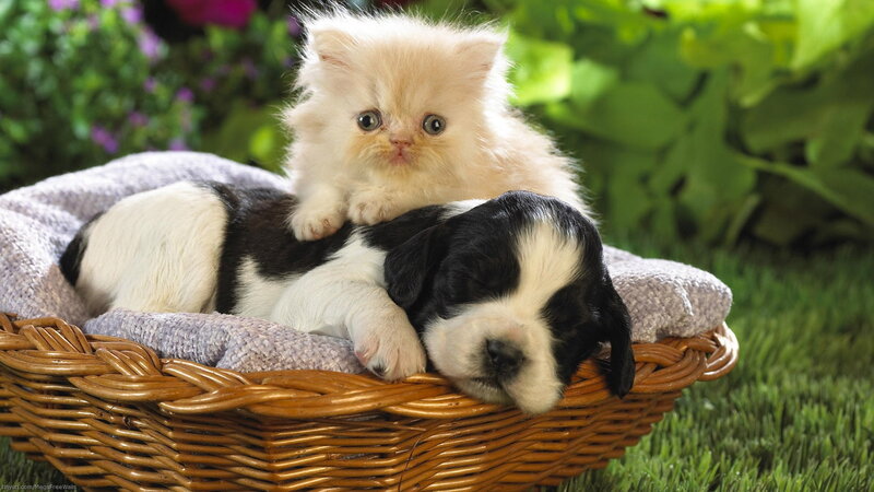 Kitten and Puppy in Basket — Green, Peaceful, Afternoon