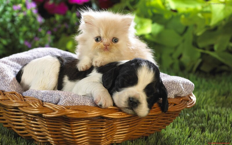 Kitten and Puppy in Basket — Green