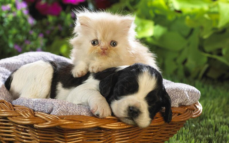 Kitten and Puppy in Basket — White, Peaceful