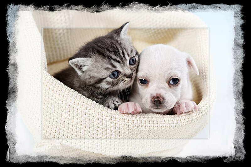 Kitten and Puppy in Basket — White