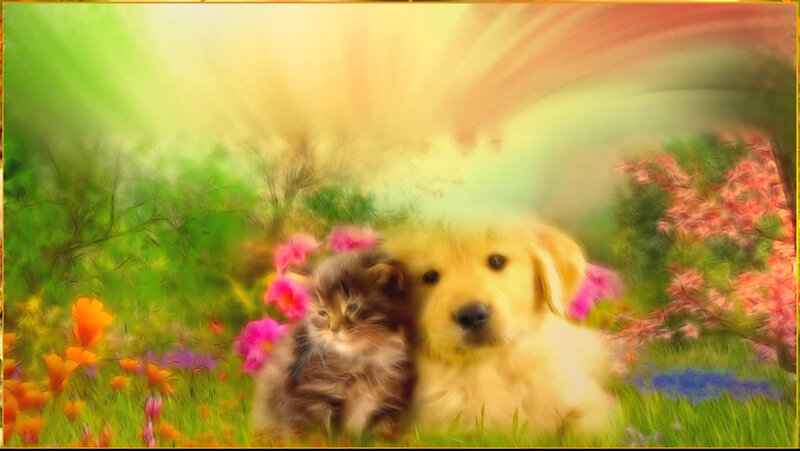 Kitten and Puppy in Field