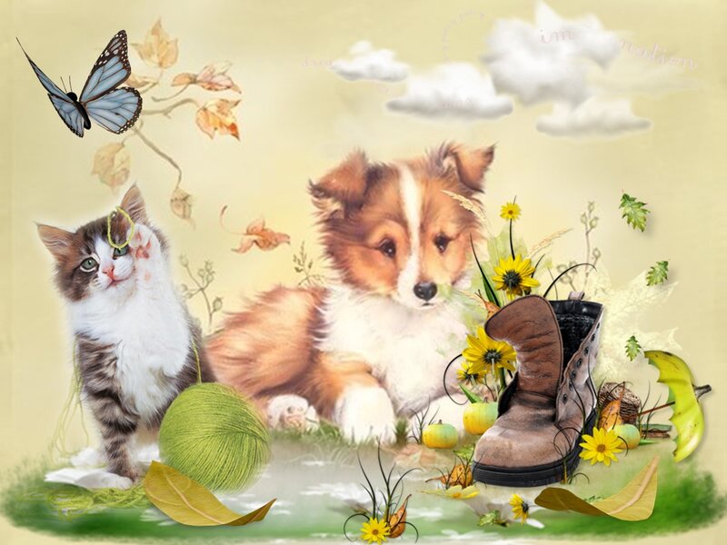 Kitten and Puppy in Garden — Yellow