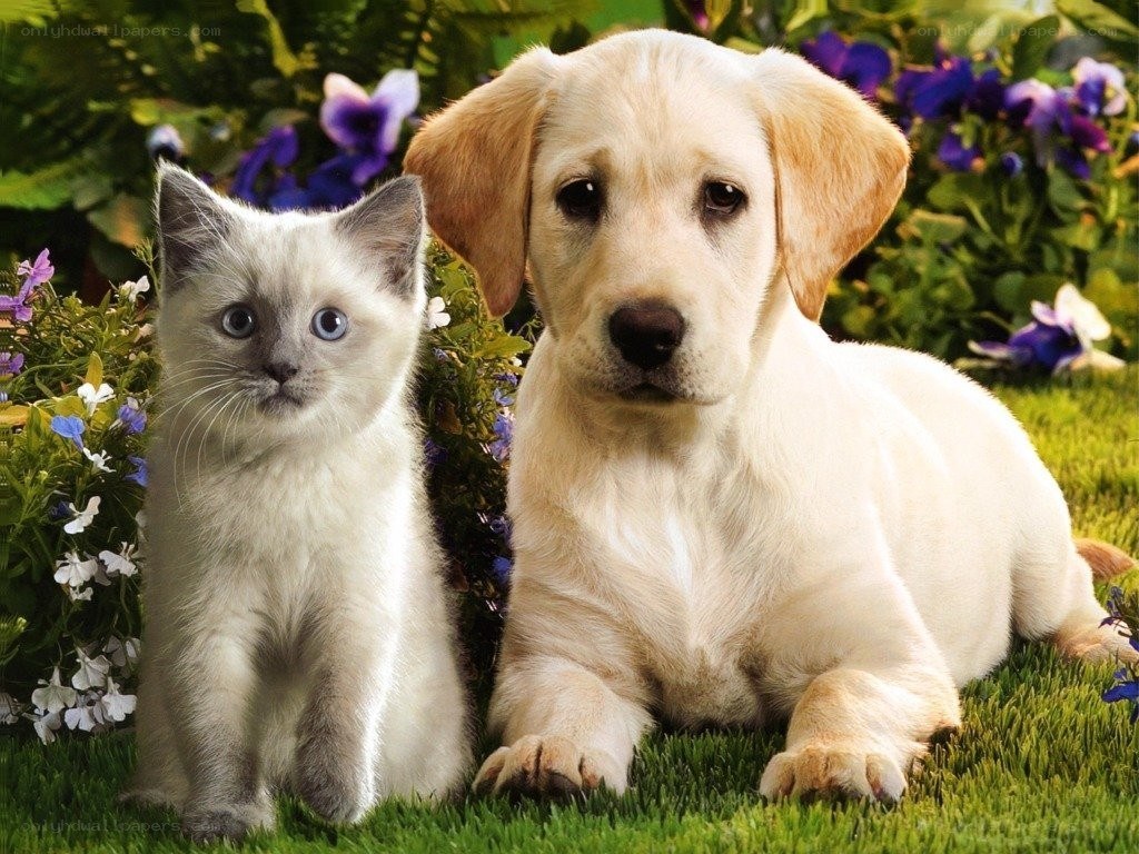 kitten and puppy in garden
