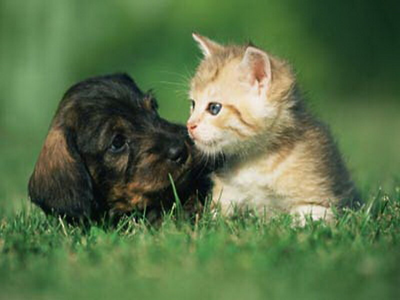 Kitten and Puppy in Grass — Green