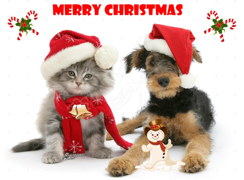 Kitten and Puppy in Hats