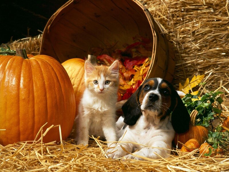 Kitten and Puppy in Hay — Orange