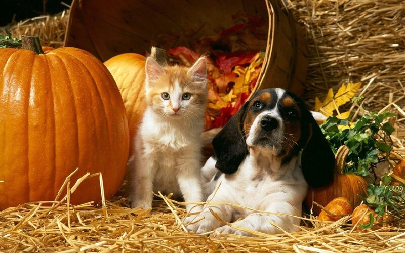 Kitten and Puppy in Hay