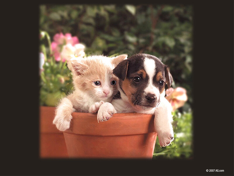 Kitten and Puppy in Pot