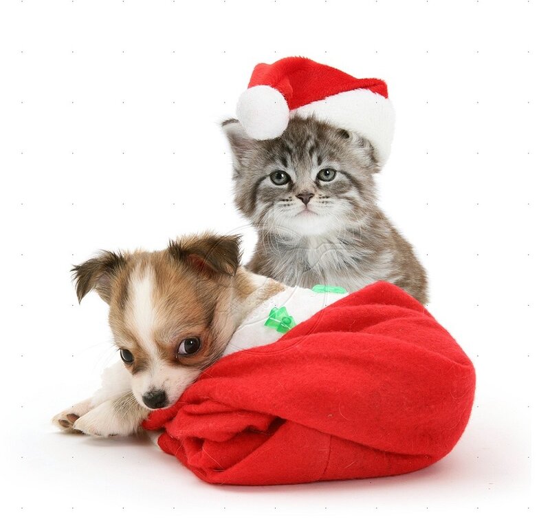 Kitten and Puppy in Sack
