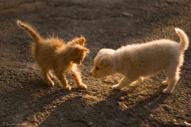 Kitten and Puppy Interacting — Brown