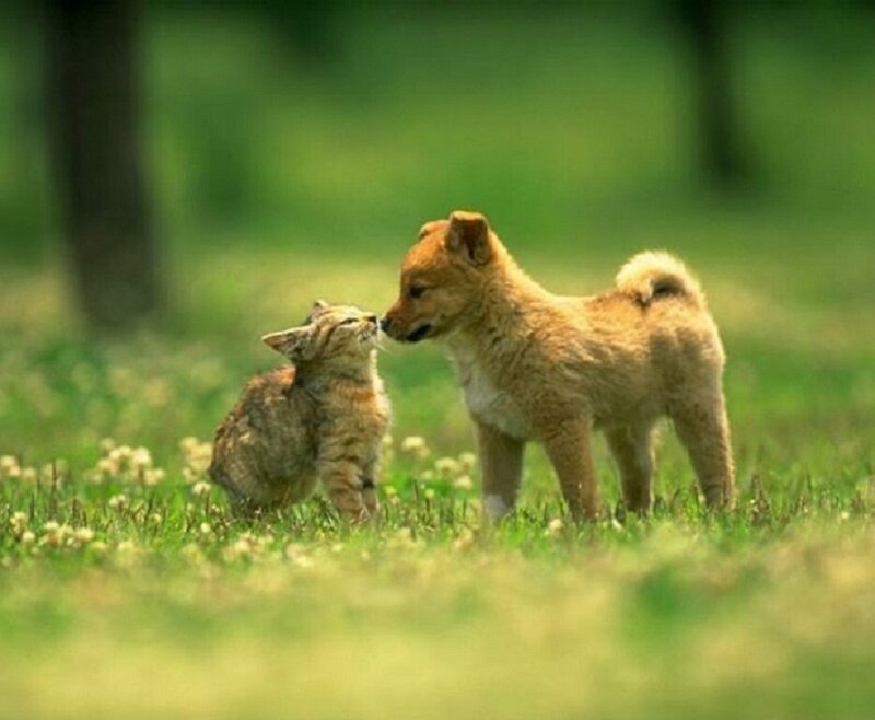 Kitten and Puppy Interacting — Green