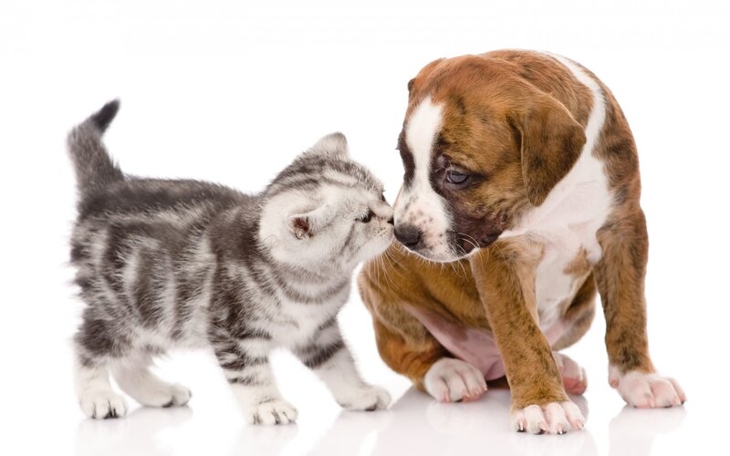 Kitten and Puppy Interacting — White