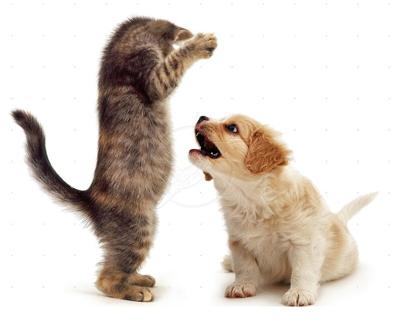 Kitten and Puppy Interaction — Brown