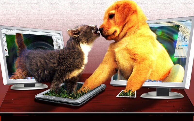 Kitten and Puppy Interaction