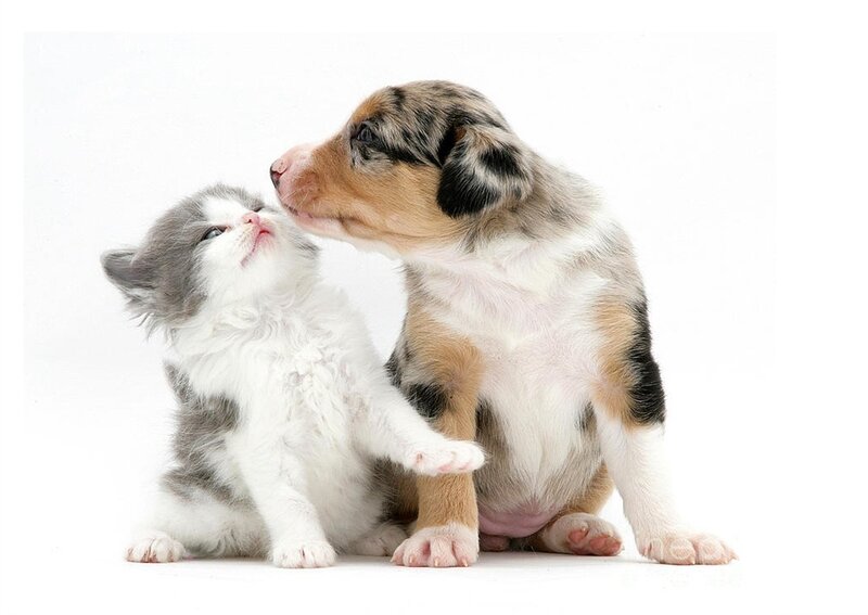Kitten and Puppy Interaction — White