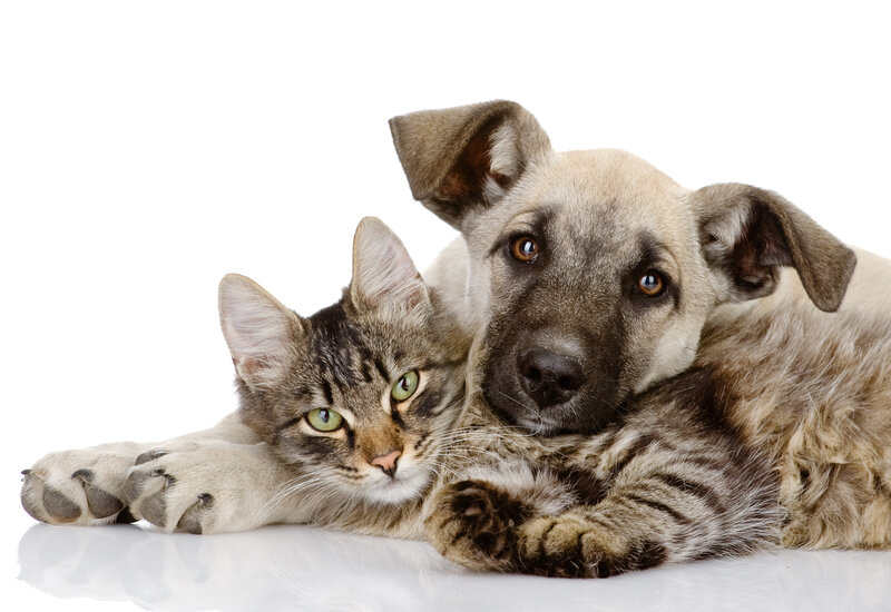 Kitten and Puppy Lying
